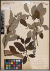 Foto von Salix caprea L.